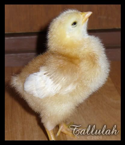 Tallulah052608.jpg