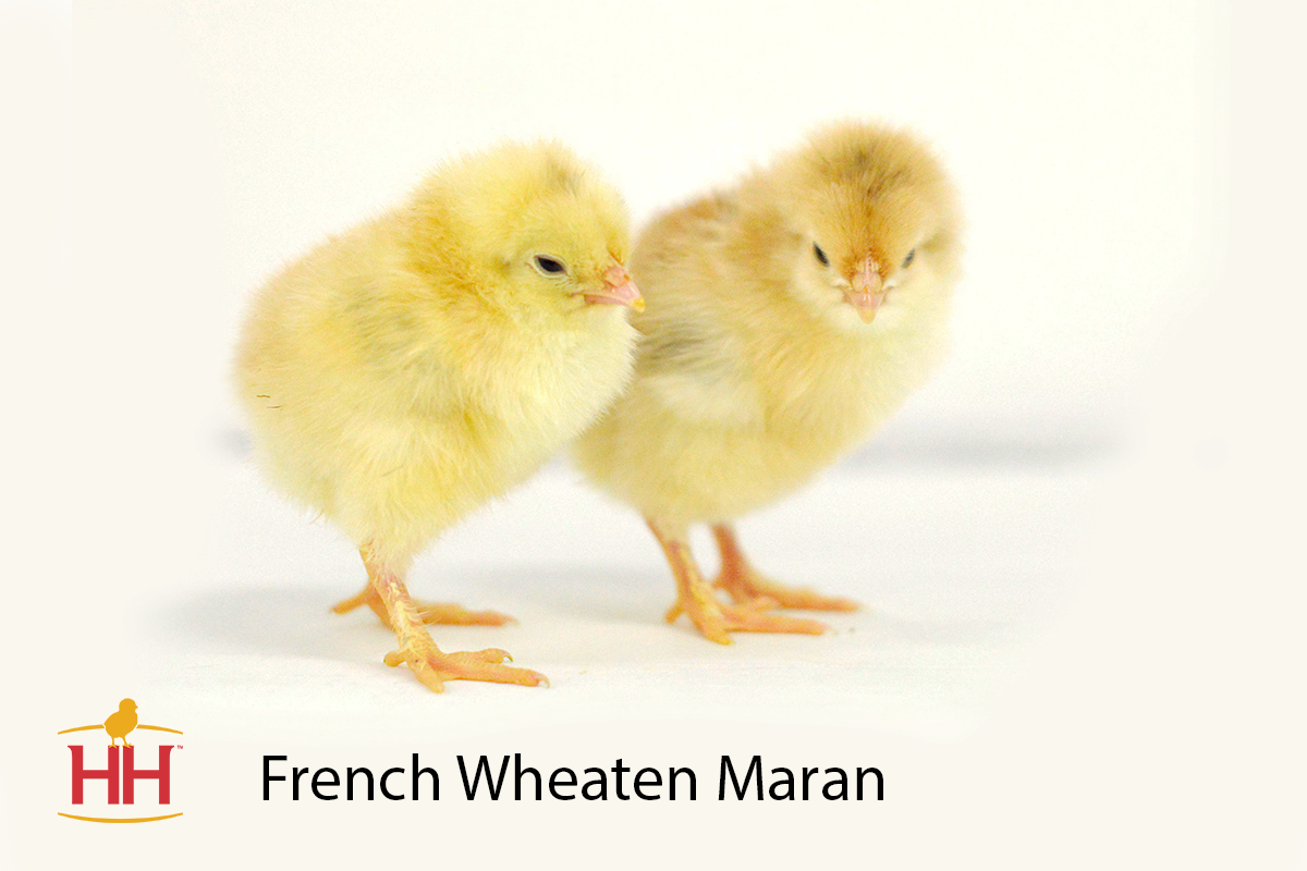 French%20Wheaten%20Maran%20Chick%20Photo.png