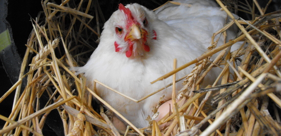 20090819whitehen.jpg
