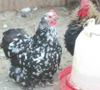 EasterBDChicks137.jpg