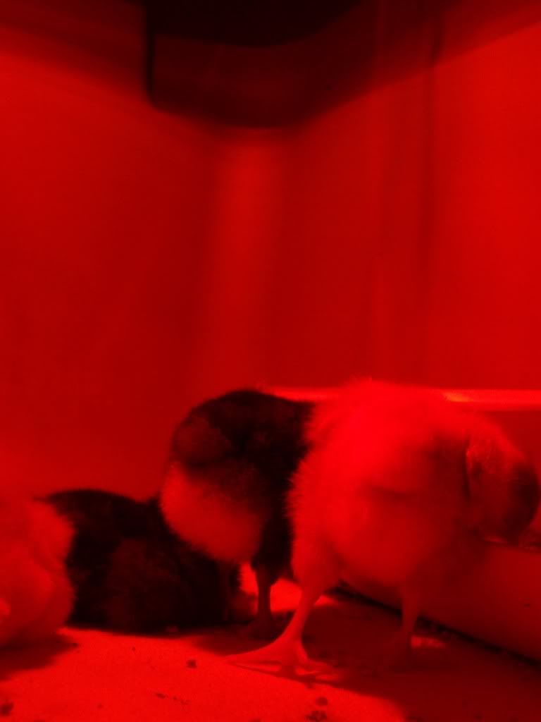 100_4562.jpg