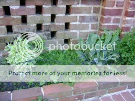 herbs1.jpg