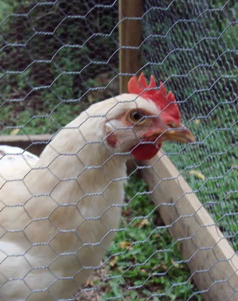 chook1c.jpg