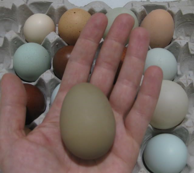 oliveegg.jpg