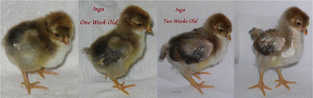 900x900px-LL-5be96af0_105574_inga_progression.jpeg