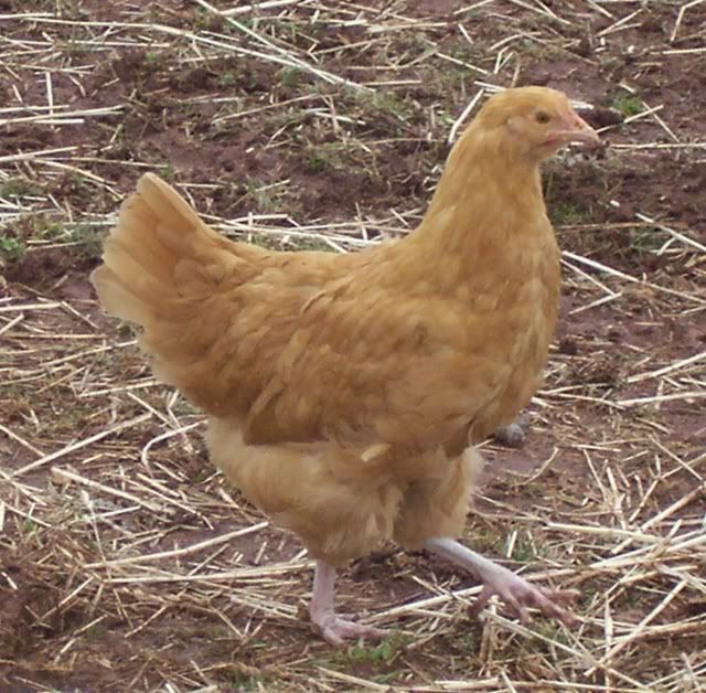 b20081227-BuffHen.jpg