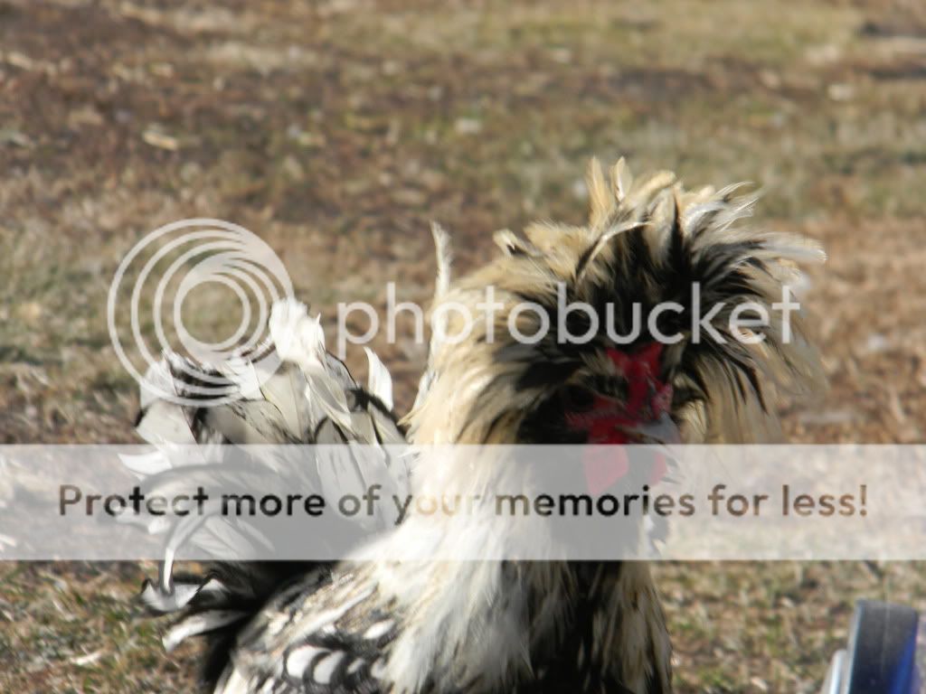ChickPicks3384.jpg