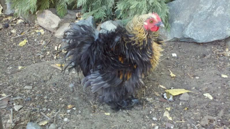 2011-09-12_11-23-38_725.jpg