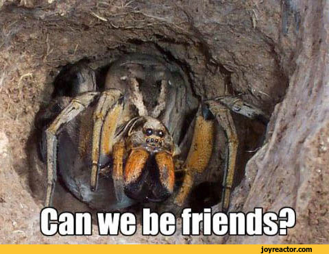 Cyanide-and-Happiness-comics-spider-gif-853123.jpeg