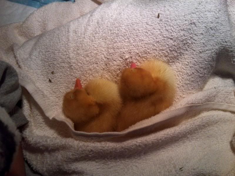 ducklings2.jpg