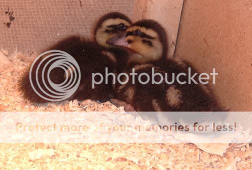 QuackersandPeanutbutter16April09.jpg