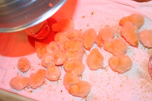 tn_chicks-brooder.jpg