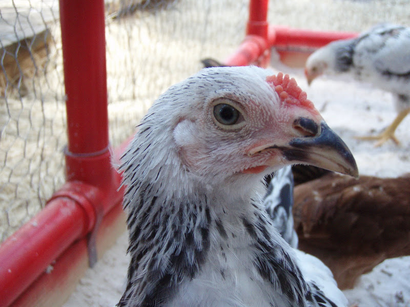 Chickens%20011.JPG