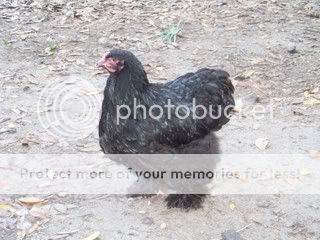 Chickens030.jpg