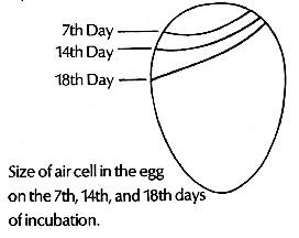 air-sac.gif