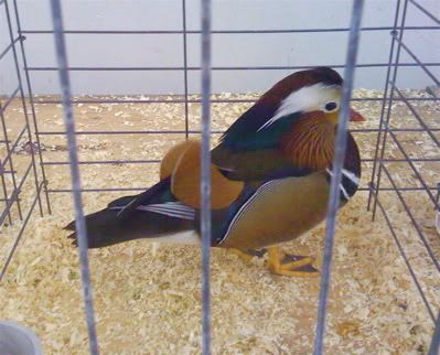 duck.jpg