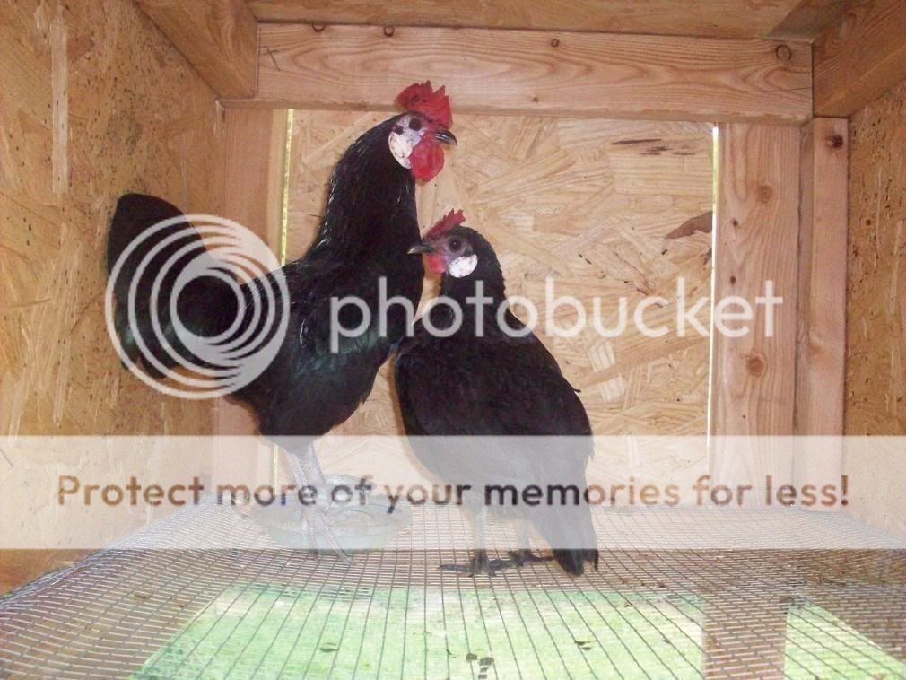 chickens068.jpg