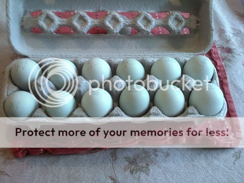 AmeraucanaEggs7-12-09.jpg