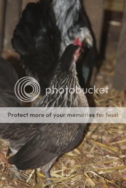 poultrysept09021.jpg