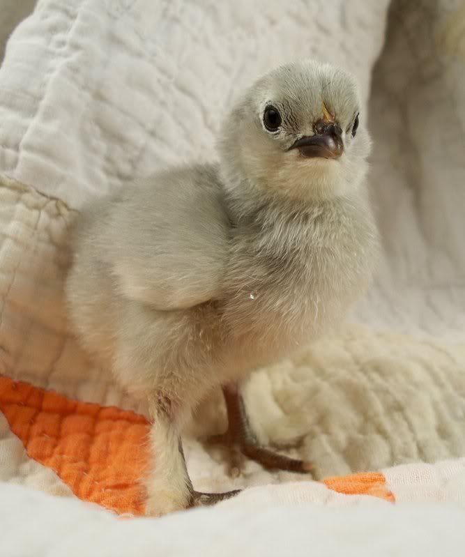 chick18.jpg