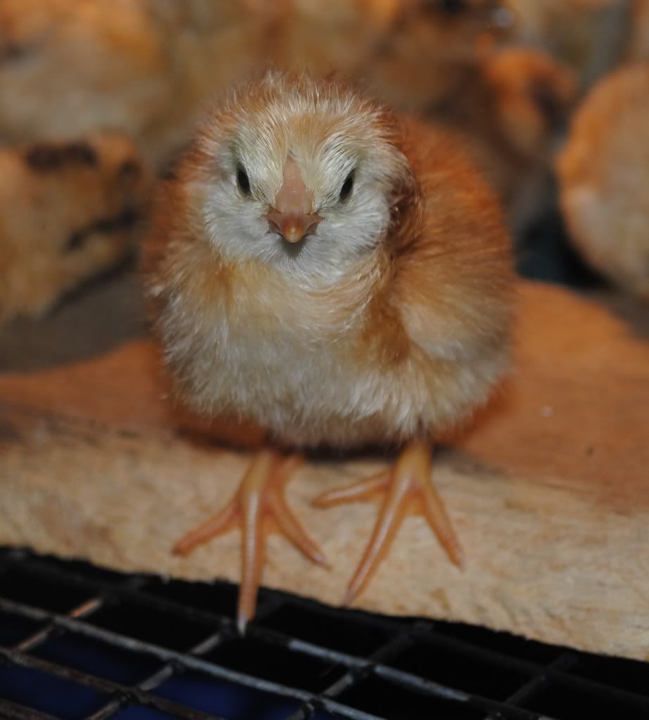 chicmy.jpg