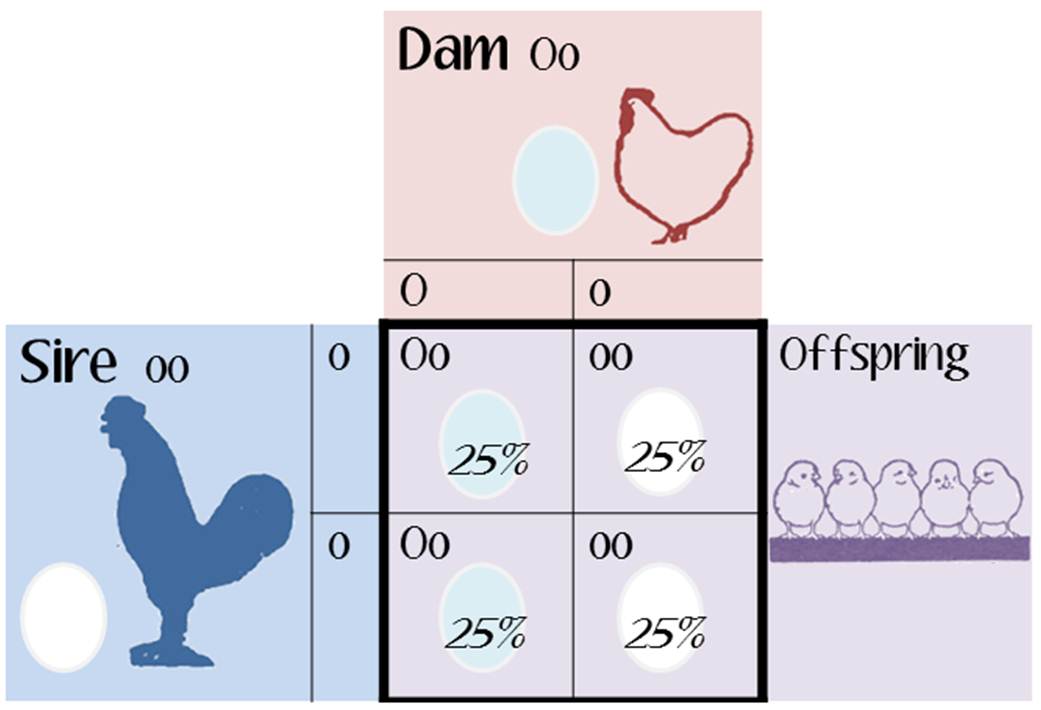 punnett-square-oo-oo.jpg