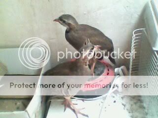 IMG0132A.jpg