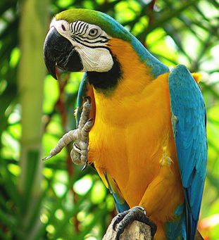 blue-and-gold-macaw.jpg