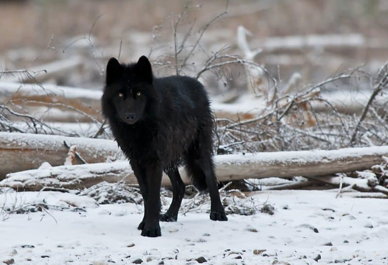 04_Black_Wolf_2_small.jpg