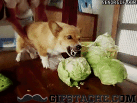 18ibil58b1bb2gif.gif