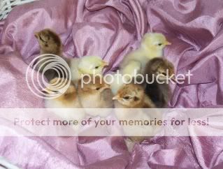 BlackMottledMFF3s006.jpg