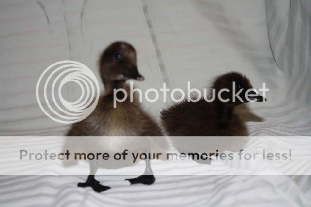 babies2010.jpg
