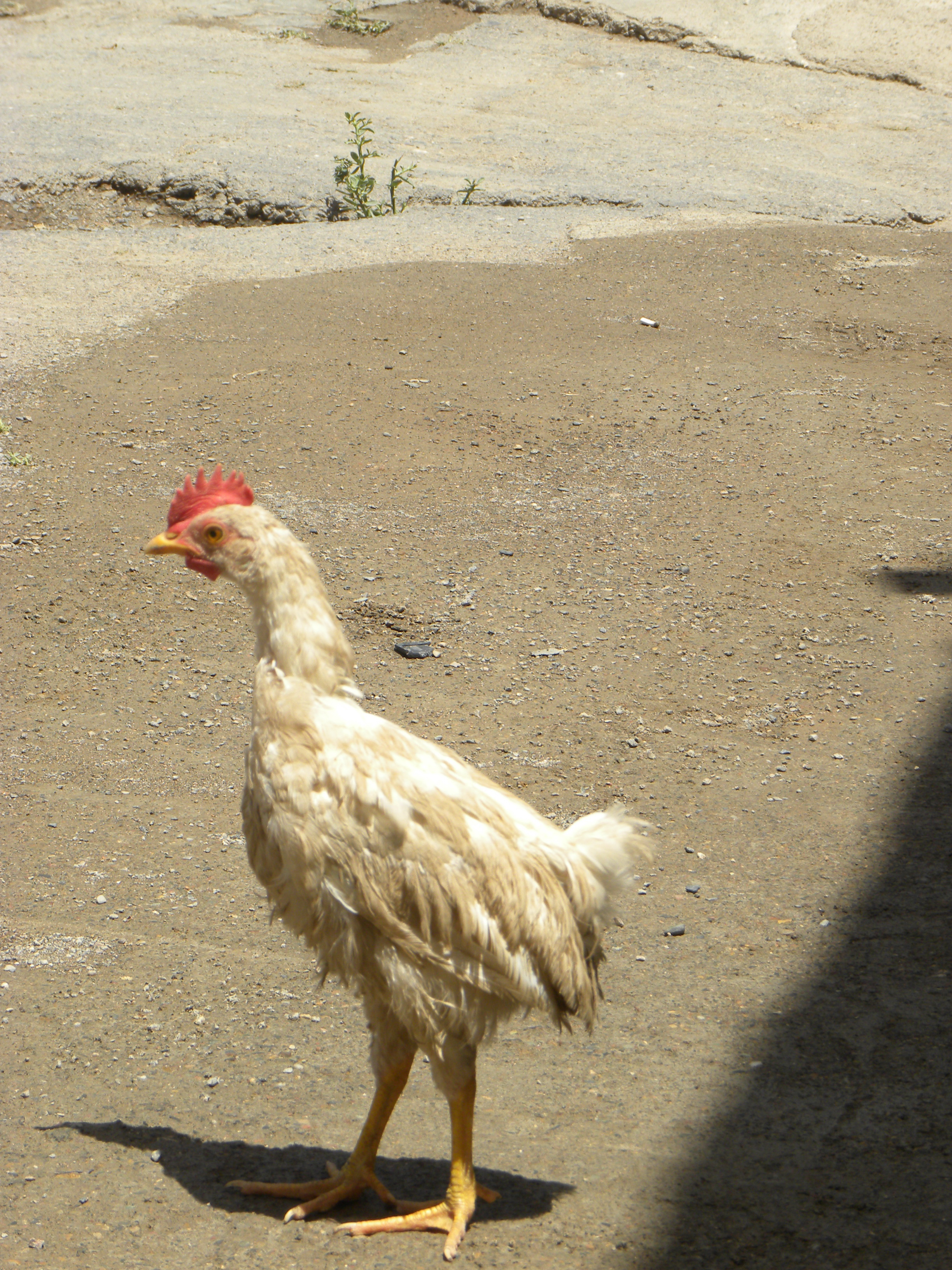 Skinny_Chicken_1.jpg