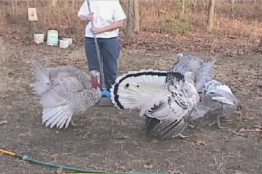 turkeyMass.jpg