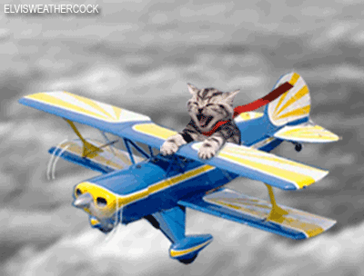 tumblr_kschx8vR501qzag1wo1_400.gif