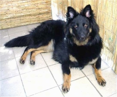 BohemianShepherdnicka40.JPG