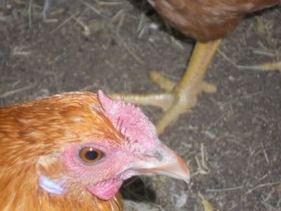 chickenslucyfrank005.jpg