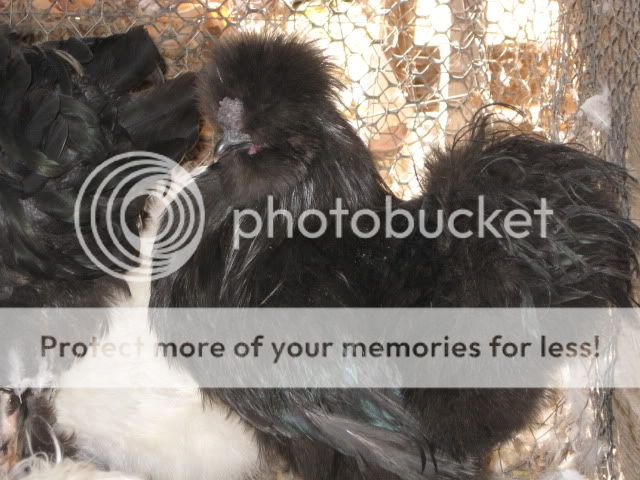 roosters021.jpg