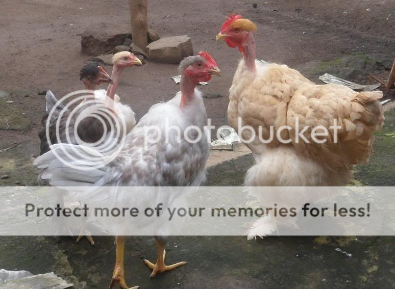 Family1a.jpg