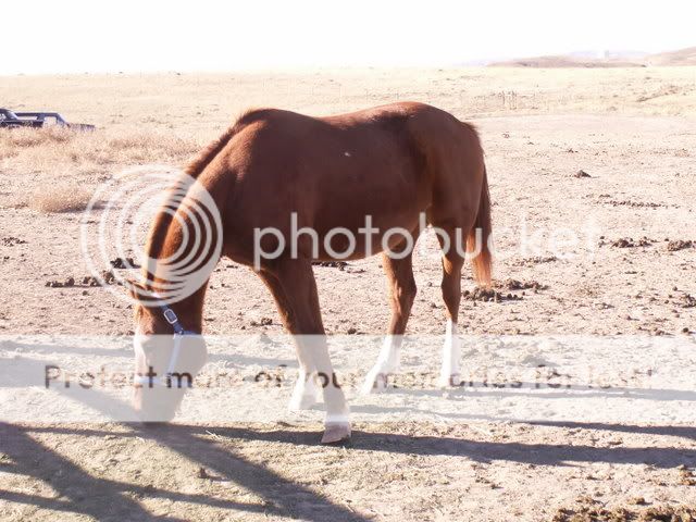 rolliehorses007.jpg