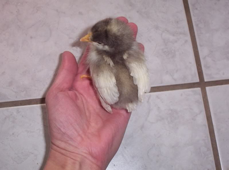 chickens001.jpg