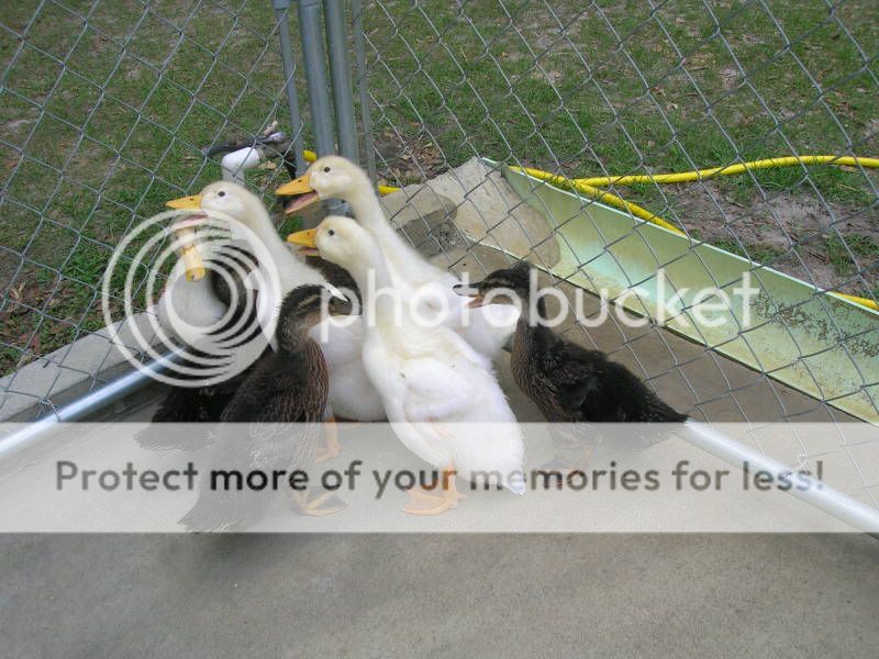 DSCN2596.jpg