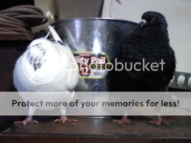 pigeons.jpg