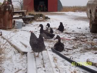 100_2717.jpg
