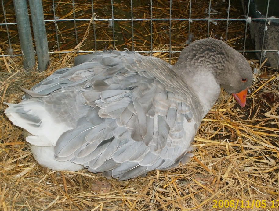 goslings299-1.jpg