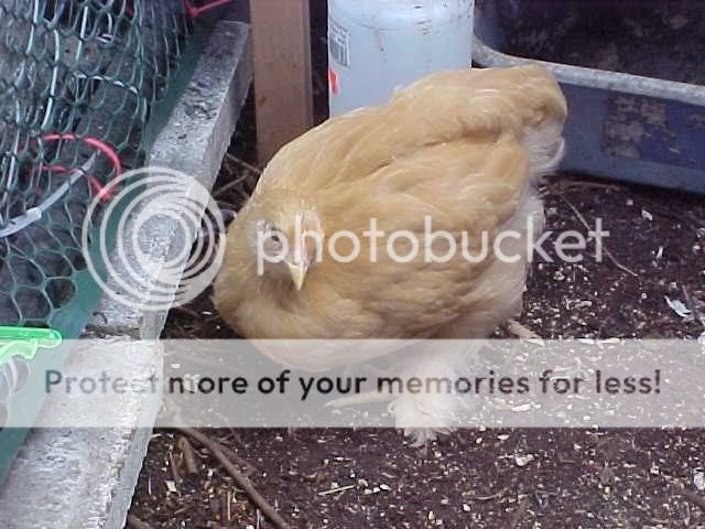 chickenspulu7weeks.jpg