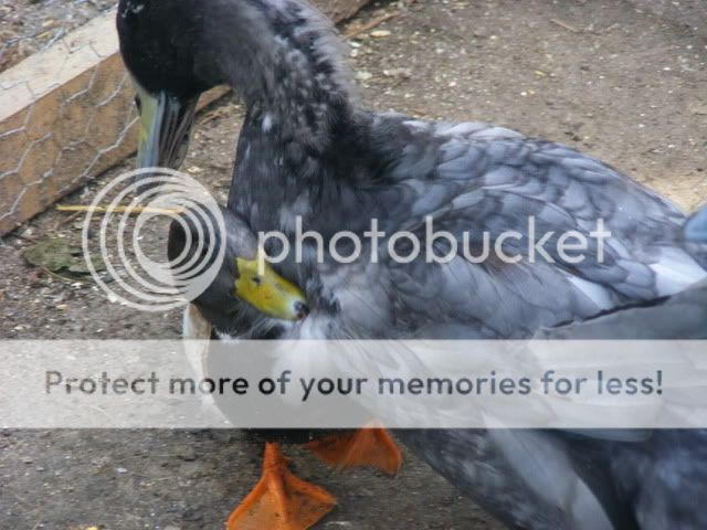 Picture010.jpg
