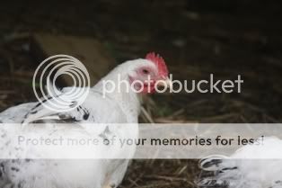 5262009chickens035.jpg