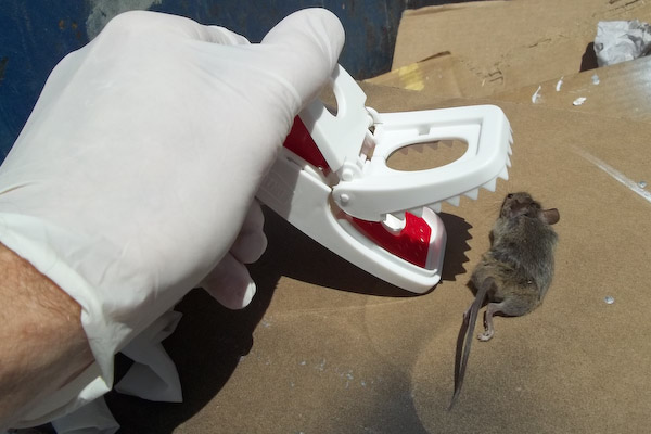 empty-mouse-trap-ortho.jpg