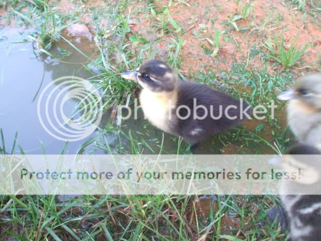baaabies047.jpg